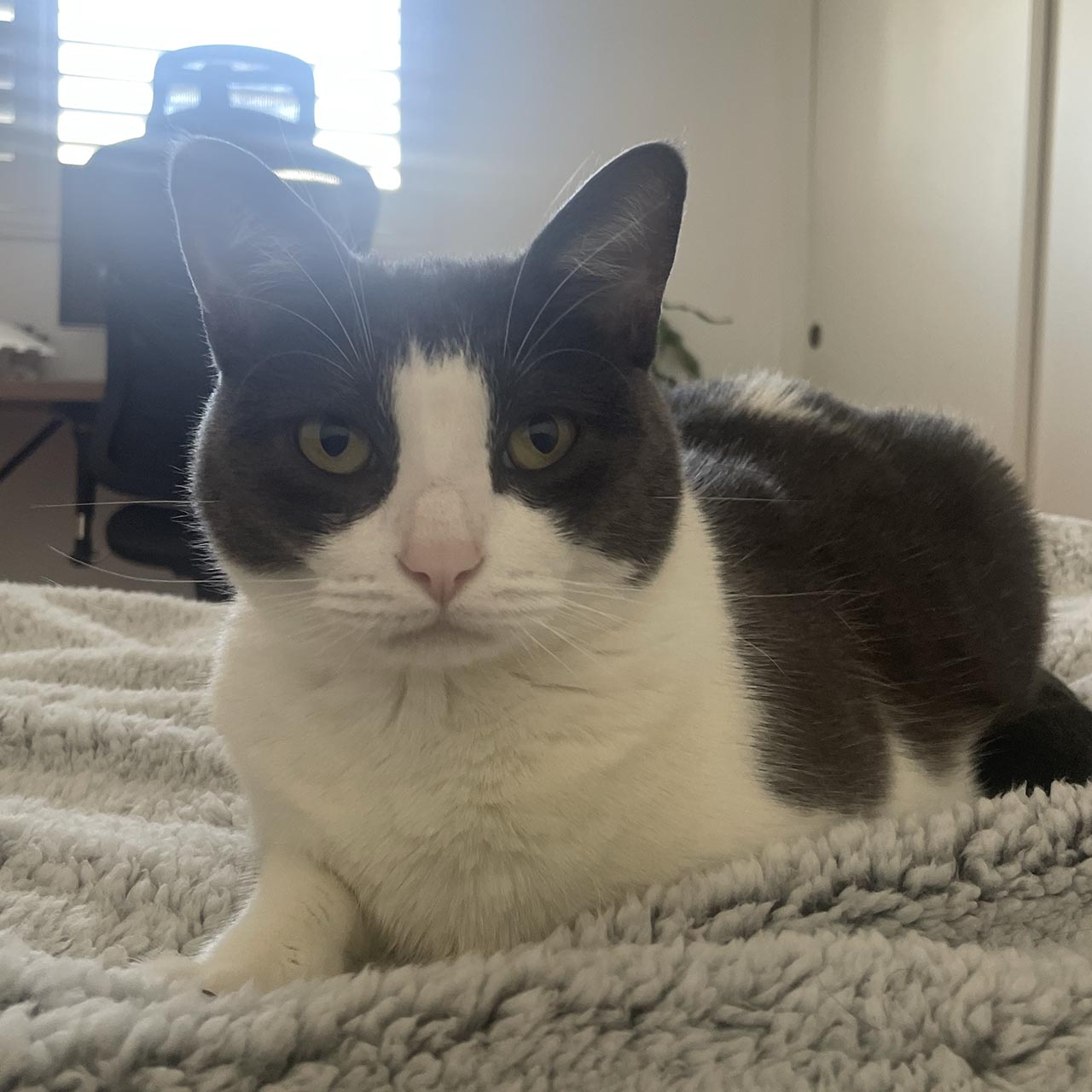 Moo portrait