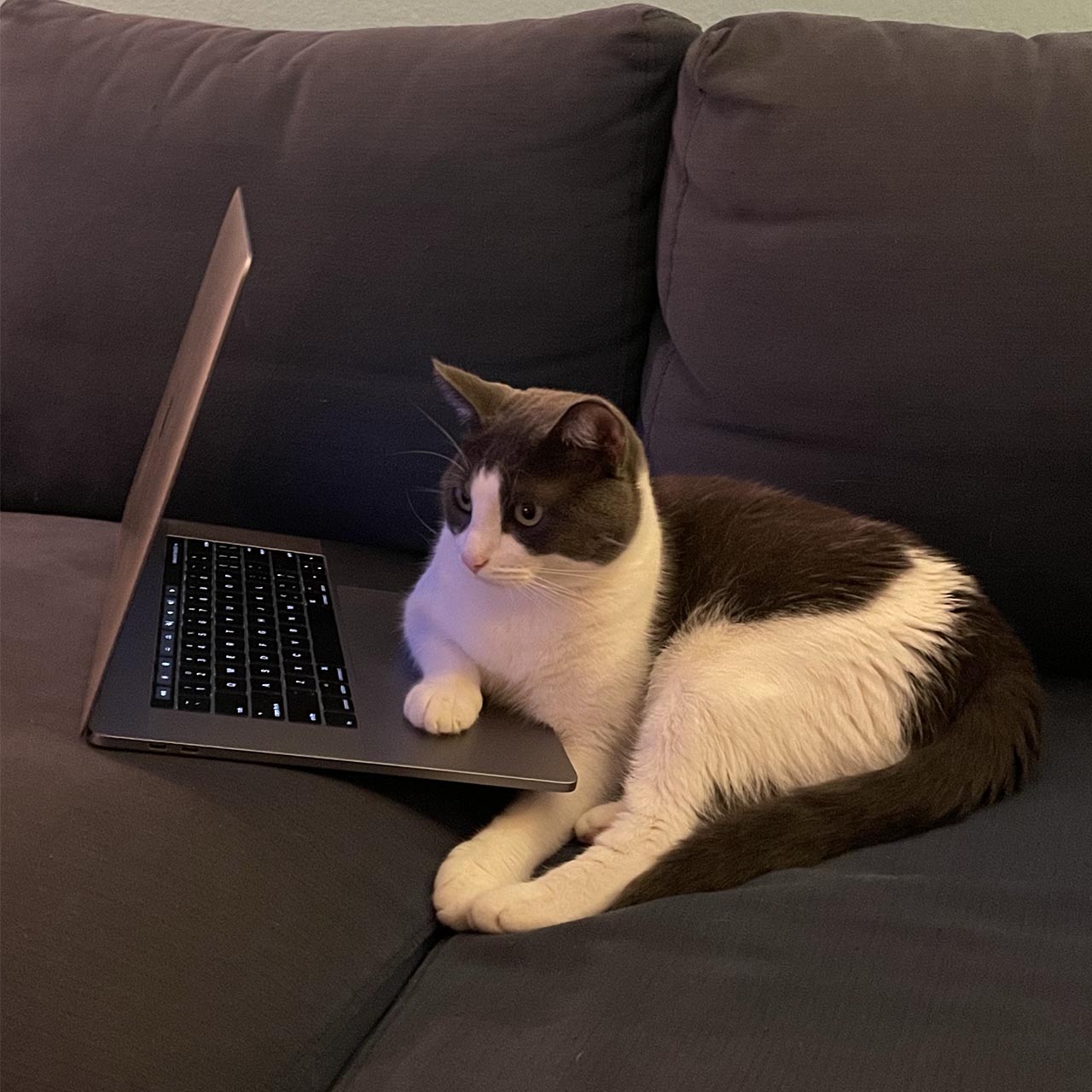 Moo relaxing