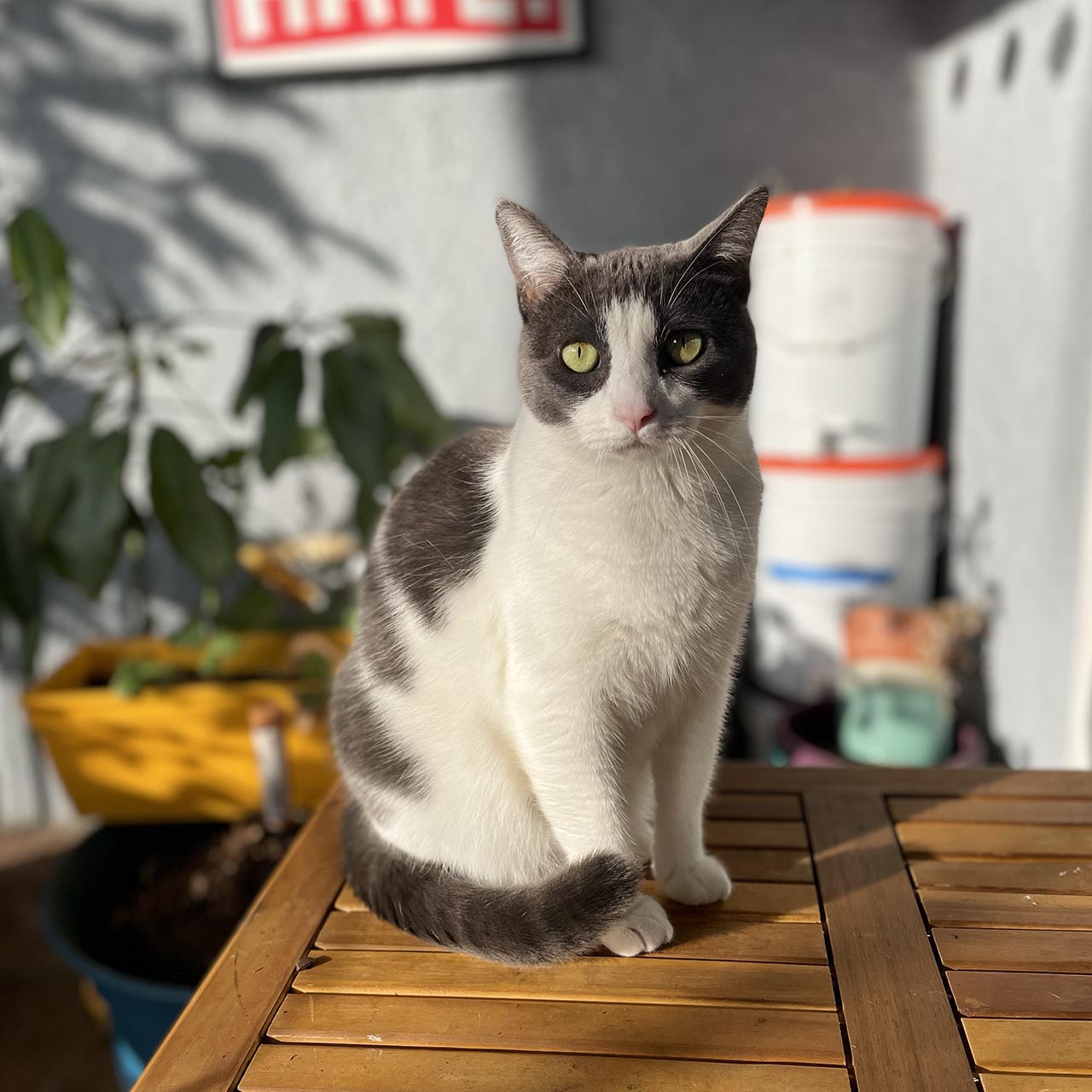 Moo the cat